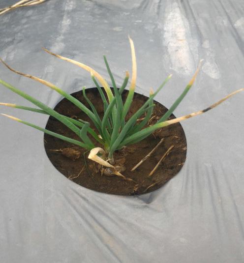 Bercak Ungu (Trotol)