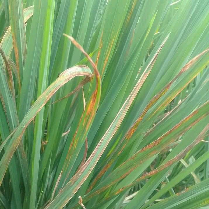 Hawar Daun Bakteri (Kresek)