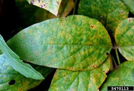 Karat Daun (Phakopsora pachyrhizi)