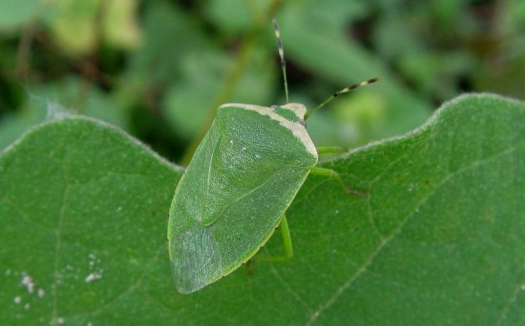 Kepik Hijau (Nezara viridula)