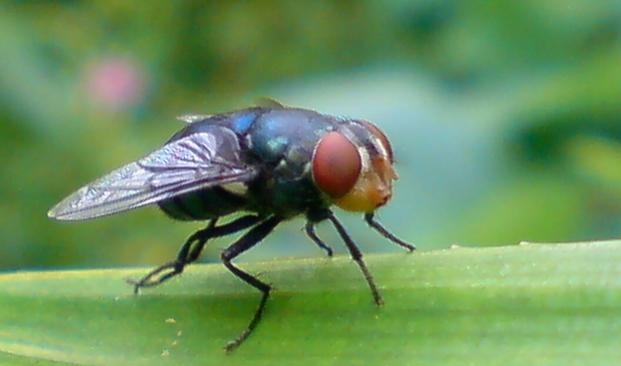 Lalat Bibit (Ophiomyia phaseoli)