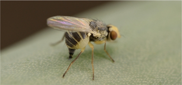 Lalat Penggorok Daun