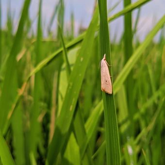 Penggerek Batang (Sundep/Beluk)