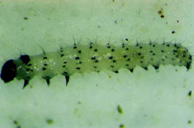Penggerek Polong (Etiella zinckenella)