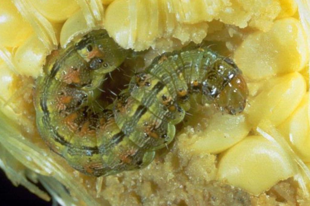 Penggerek Tongkol (Helicoverpa armigera)