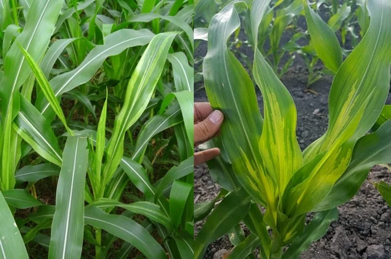 Penyakit Bulai (Downy Mildew)