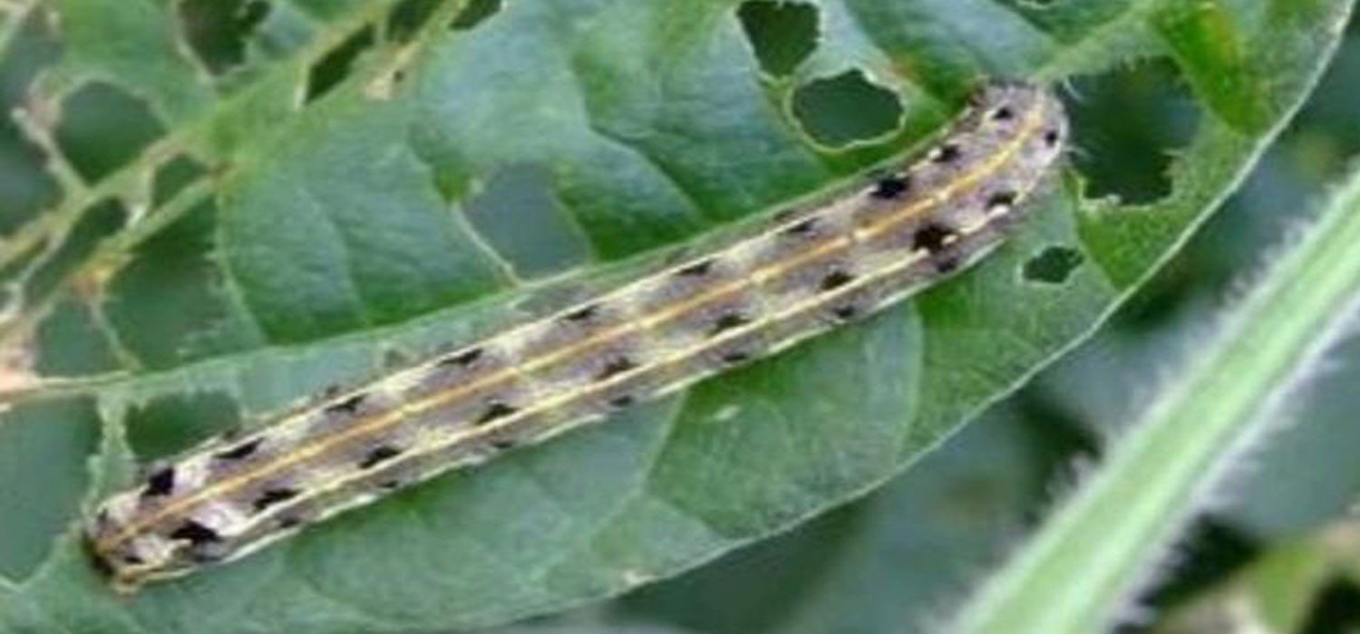 Ulat Grayak (Spodoptera litura)