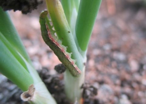 Ulat Grayak (Spodoptera exigua)