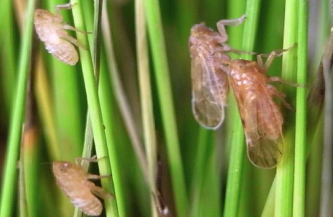 Wereng Batang Coklat